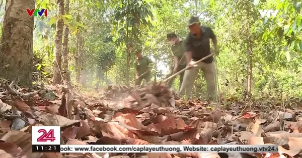 Dong Nai acts to prevent forest fires