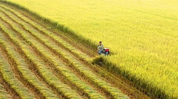 Fourth Vietnam Rice Festival to take place in Vinh Long in mid-December