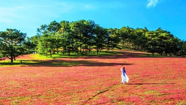 Pink grass festival opens in Da Lat