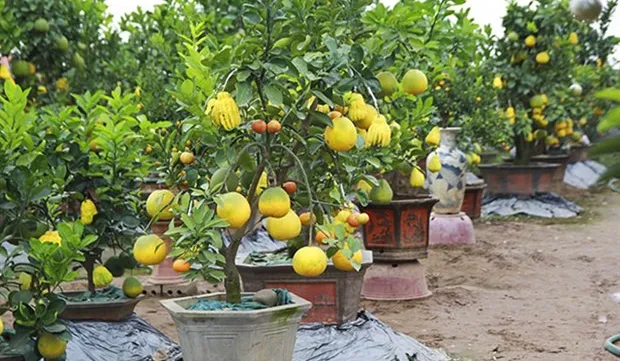 Five-fruit trees, plants shaped like rats popular for Tet