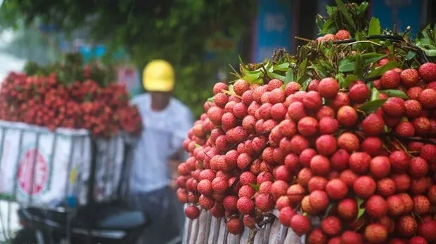 Japan opens door for Vietnamese lychee