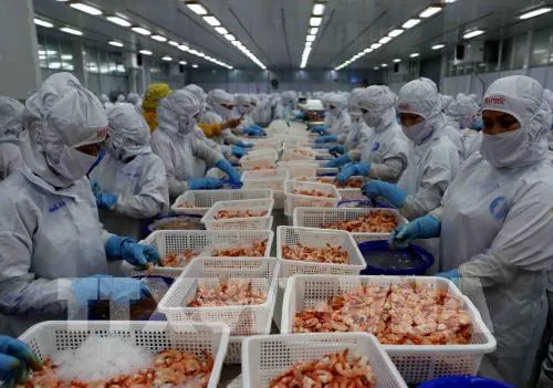 Sustainable development for Vietnamese shrimp industry