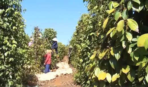 Containers of black pepper stuck in Nepal