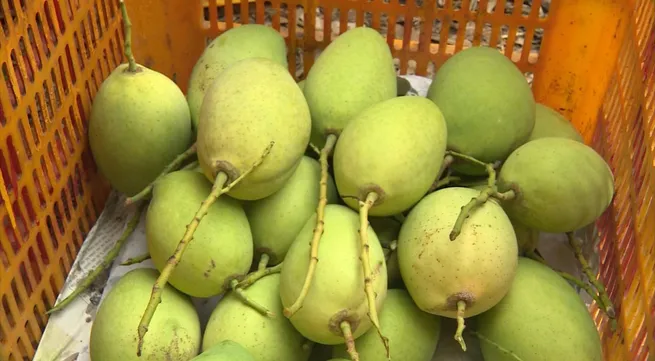 Vietnam's Cat Chu mangoes officially exported to European market