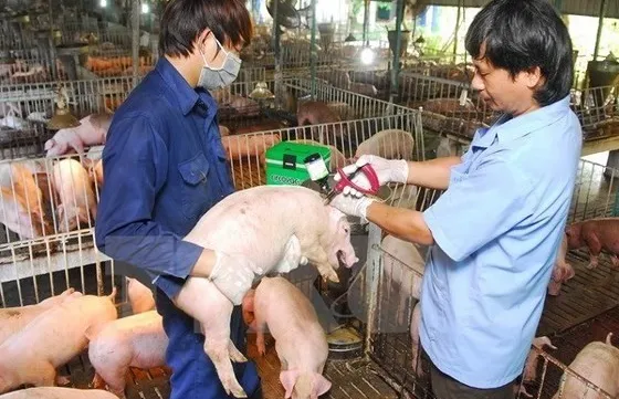 Stronger efforts required for fight against African swine fever