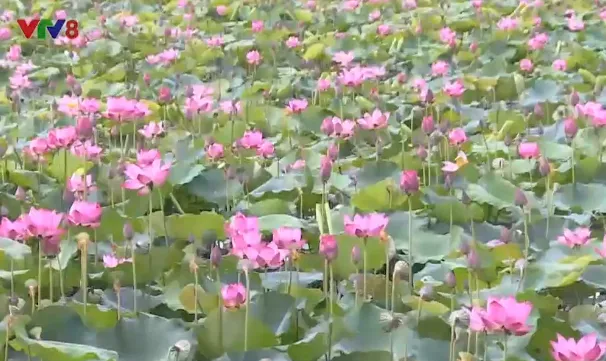 Farmers bank on growing lotus & water caltrop during flood season