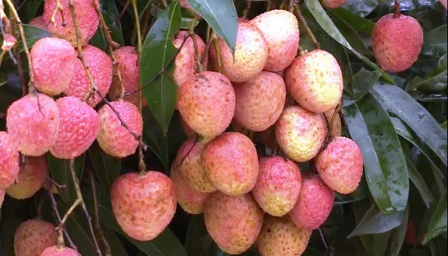 Vietnamese first lychees of the season sold at high prices in China