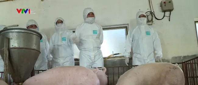 Testing vaccines for swine fever