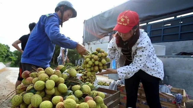 Over 13,000 tonnes of fresh lychee exported via Tan Thanh border gate