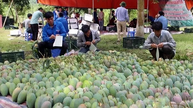 Son La mangoes set foot in demanding markets