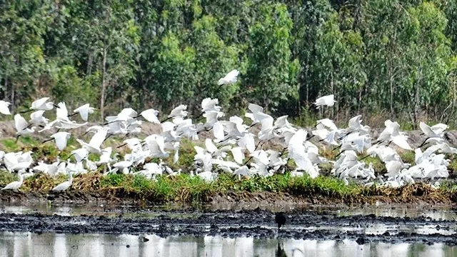 Unique Lang Sen Wetland Reserve