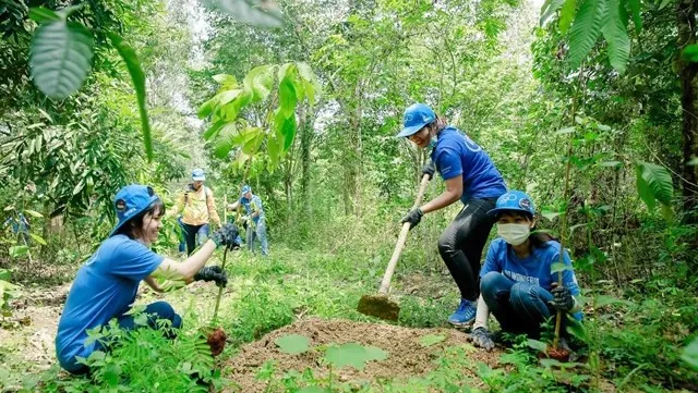 Dong Nai: Forest planting improves habitats of elephants