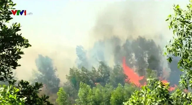 Wildfire in Quang Ngai destroyes 20 ha of forest