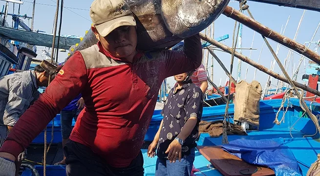 Tuna vessels returned with high output