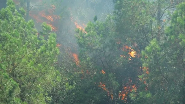 Prime Minister calls for urgent forest fire prevention and fighting