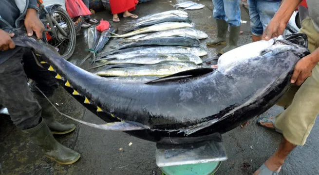 Exporting tuna needs more measures to reach USD 1 billion