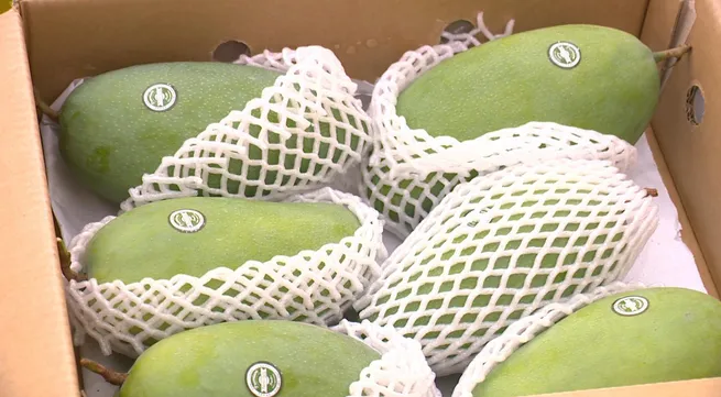 Export of Vietnamese mangoes increases
