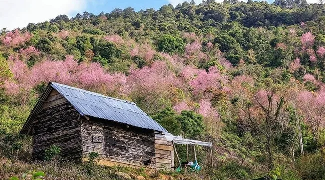 Cherry-like apricot trees to be planted in Lang Biang plateau