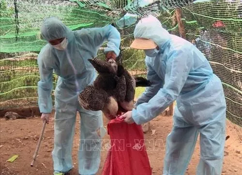 Avian flu breakouts recorded in 11 localities