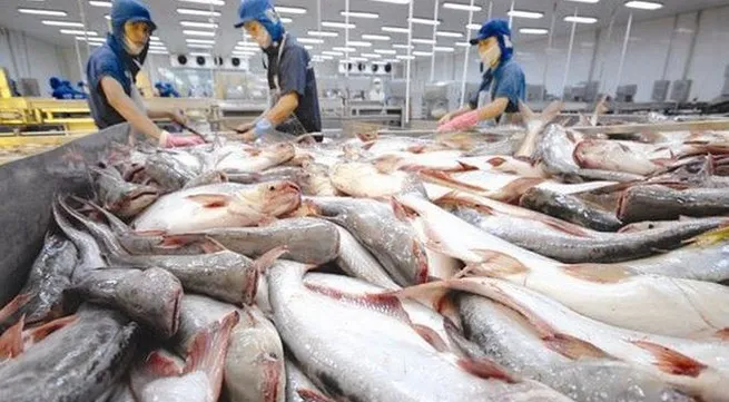 Tra fish price falls to 10-year low