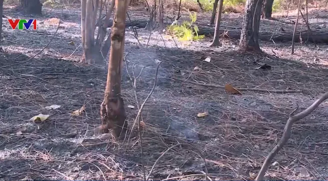 Forest fires continue to affect central region