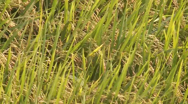 PM approves export of 400,000 tons of rice in April