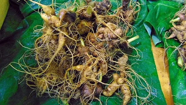 Quang Nam earns nearly VND10 billion from Ngoc Linh ginseng