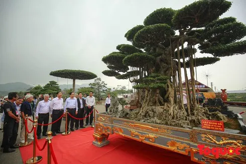 Vietnam chosen to host Asia-Pacific Bonsai Exhibition 2019