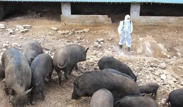 Netherlands shares experience in preventing African swine fever