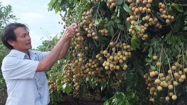 Son La launches export of locally-grown longan