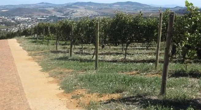 South African company to export fresh grape to Vietnam