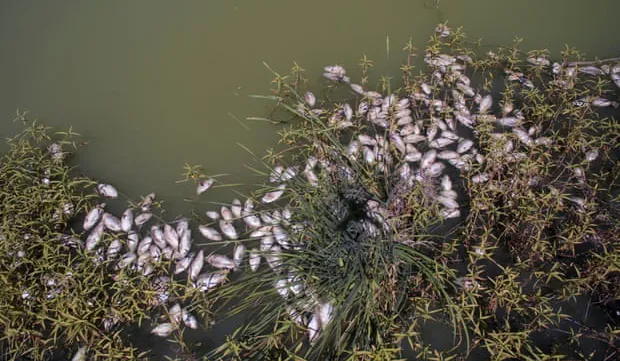 New Australia mass fish deaths in key river system