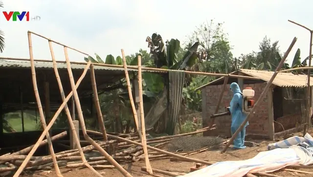 A/H5N6 flu found in chicken in Quang Nam province