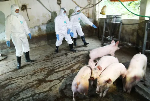 Preventing the spread of African swine fever