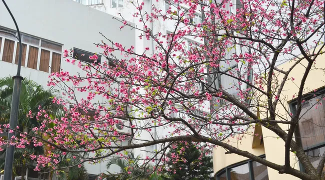 Japan cherry blossom festival in Hanoi