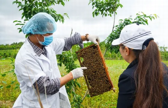 Experiencing life in bee farms