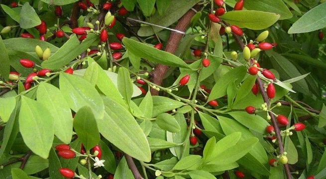 40% of Vietnam’s cacoa qualified as fine flavor