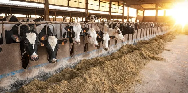 Advanced technology in dairy production