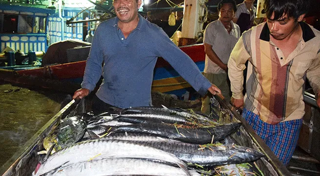 Da Nang fishermen enjoy bumper catches
