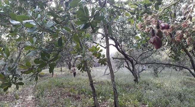 Cashew farmers fear poor yield during harvest season