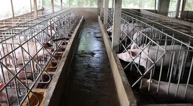 Việt Nam improves animal farming quality