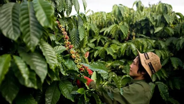 Canada protects two Vietnamese brands