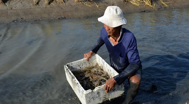 Cà Mau to expand sustainable shrimp farming models