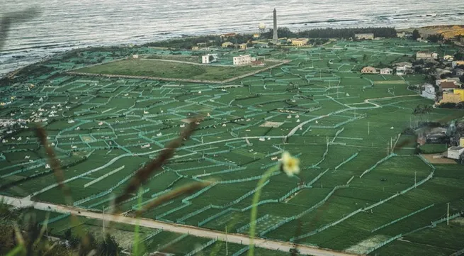 Lý Sơn Island – a place vampires fear