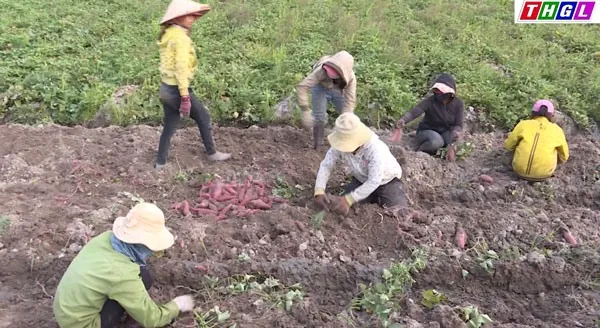 Low demand forces farmers to destroy sweet potatoes