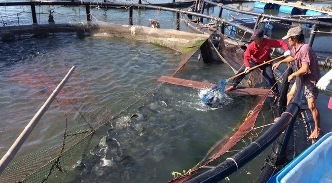 Farmers use advanced techniques to breed fish in cages