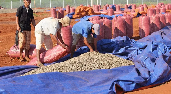 Cashew price to recover this year