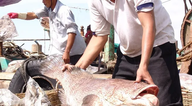 Mekong Delta fishermen earn high profits from bumper harvest