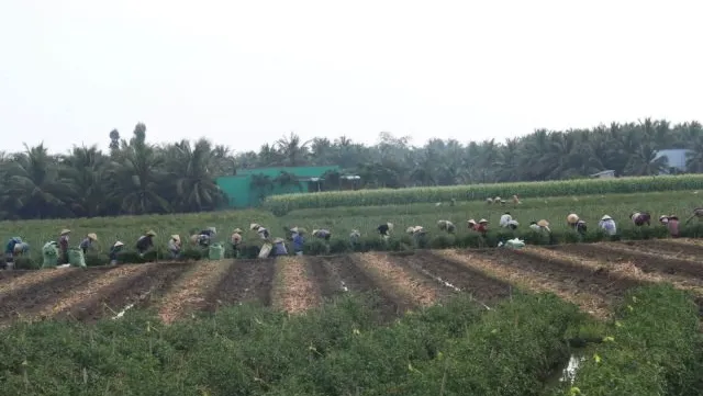 Southern region plans to grow other crops on low-yield rice fields