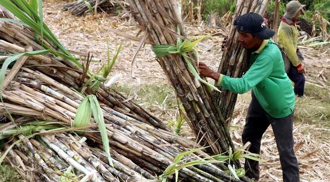 Sugar industry could be sweeter with restructuring